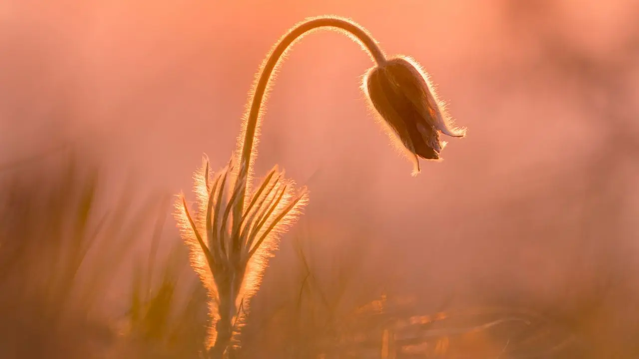 brown wheat in close up photography
