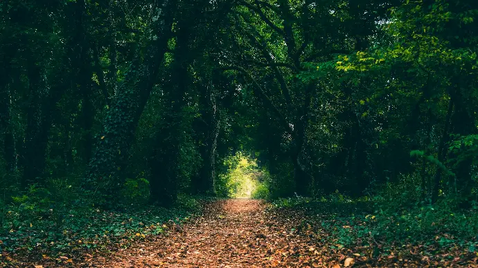 green trees during daytime